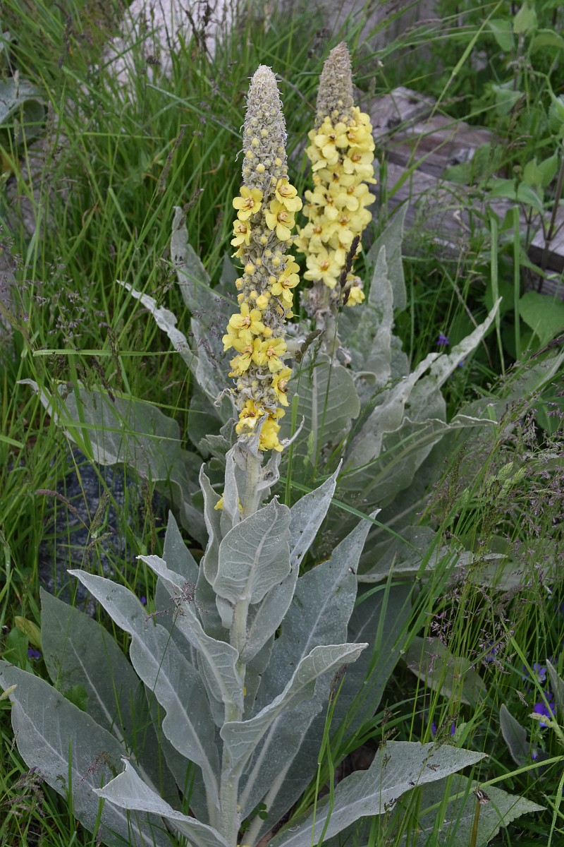 Verbascum pannosum